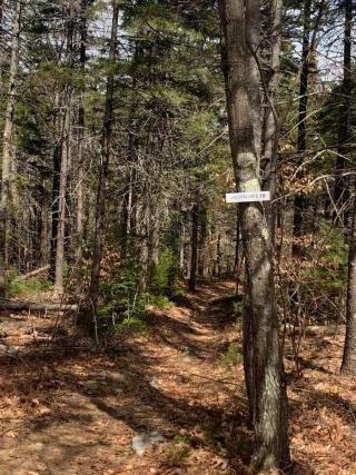 Shannon's Trail on Crotched Mt in Bennington